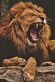 lion, predator, dangerous, mane, big cat, male, zoo, wild animal HD wallpaper