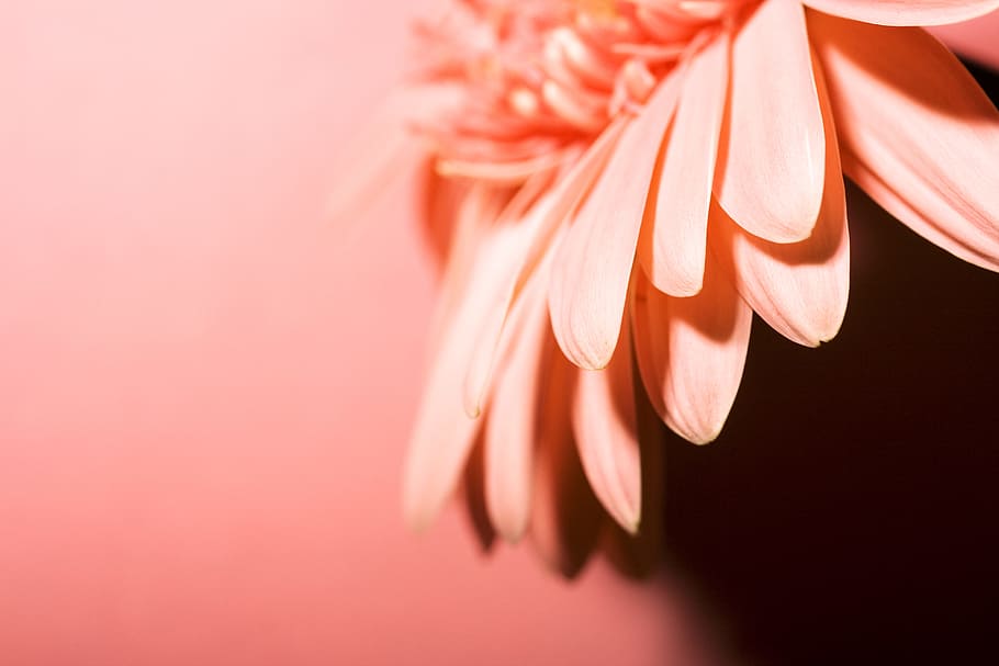 background, beautiful, bloom, blossom, botanical, color, colorful HD wallpaper