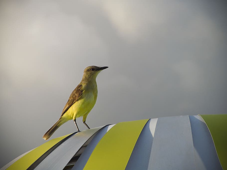 Yellow and Brown Bird Standing on Yellow Surface, animal, cloudy HD wallpaper