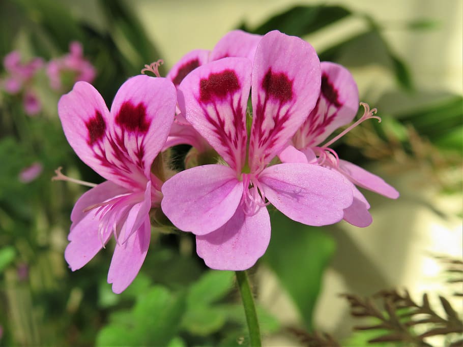 geranium, pink, flower, botanical, stamen, flowering plant HD wallpaper