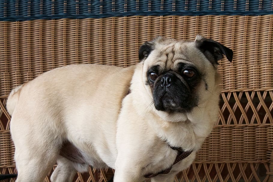 pug, dog, animal themes, mammal, pets, one animal, domestic animals HD wallpaper