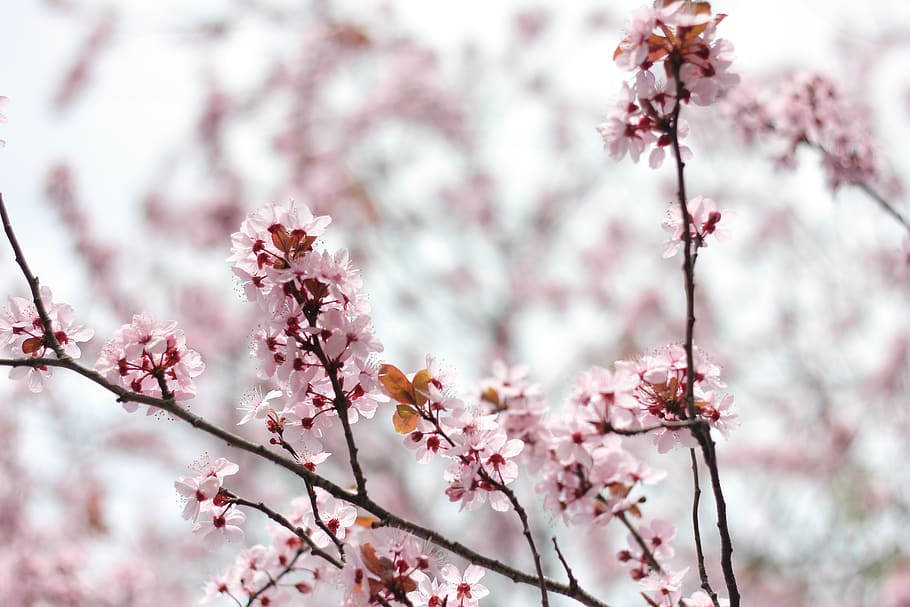 white petaled flower, plant, blossom, cherry blossom, pink, green HD wallpaper