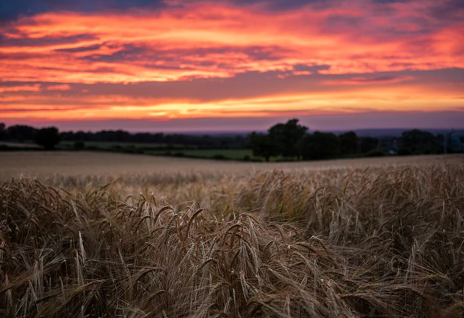 sunset, grass, field, crops, trees, clouds, sky, forest, woods HD wallpaper