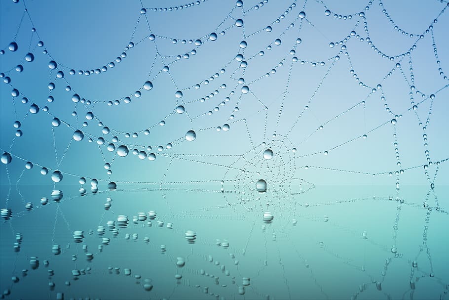 Spider Web With Drops Of Water, close-up, cobweb, dew, macro HD wallpaper