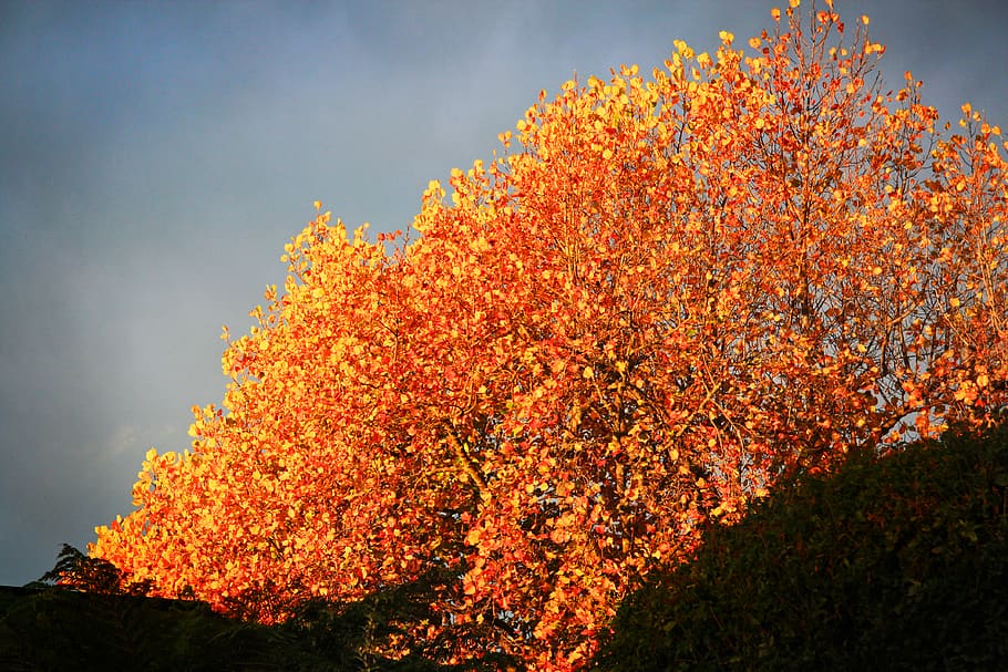 tree, plant, maple, leaf, autumn, leaves, golden, glow, brilliant, HD wallpaper