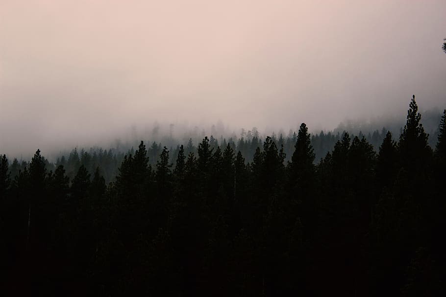 black, fog, forest, gray, hills, landscapes, mountains, pink HD wallpaper