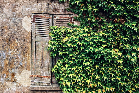 green leafed plant, ivy, shutter, window, curtain, brick, home decor HD wallpaper