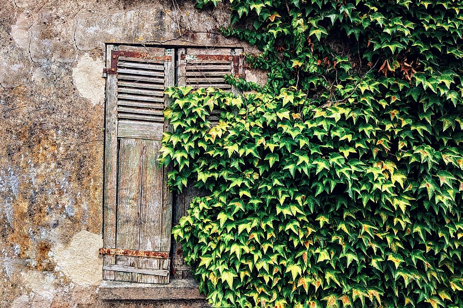 green leafed plant, ivy, shutter, window, curtain, brick, home decor HD wallpaper