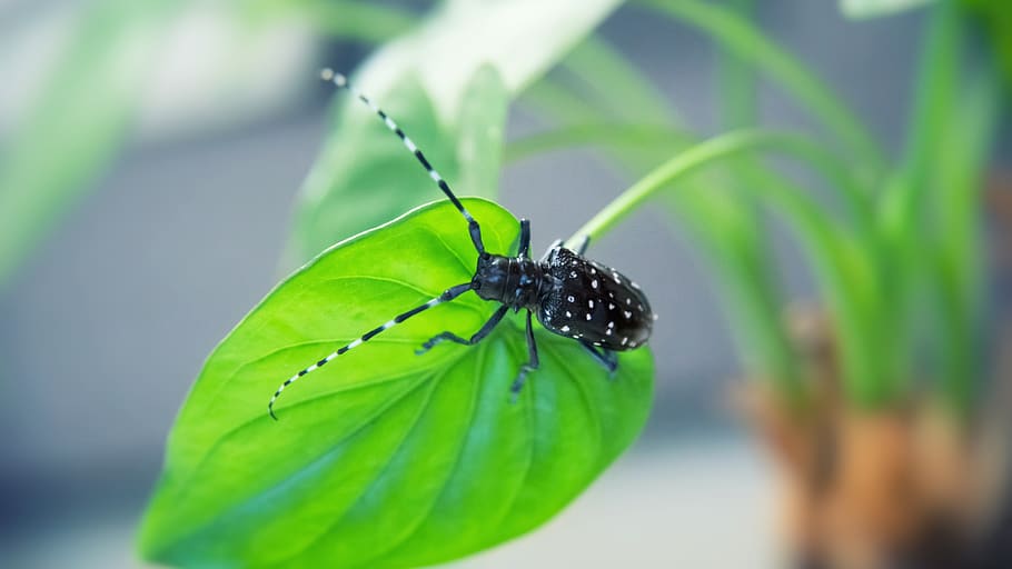 beetles, insect, plant, green, pets, invertebrate, plant part HD wallpaper