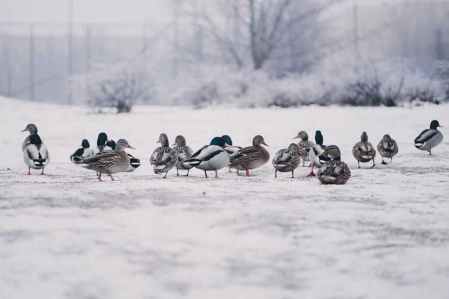 Flock of Mallard Ducks, animals, beaks, blurred background, cold HD wallpaper