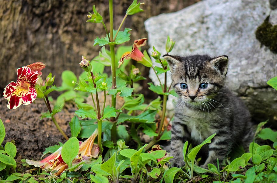 kitten, cat, kitty, cute, feline, pet, fauna, player, domestic cat HD wallpaper