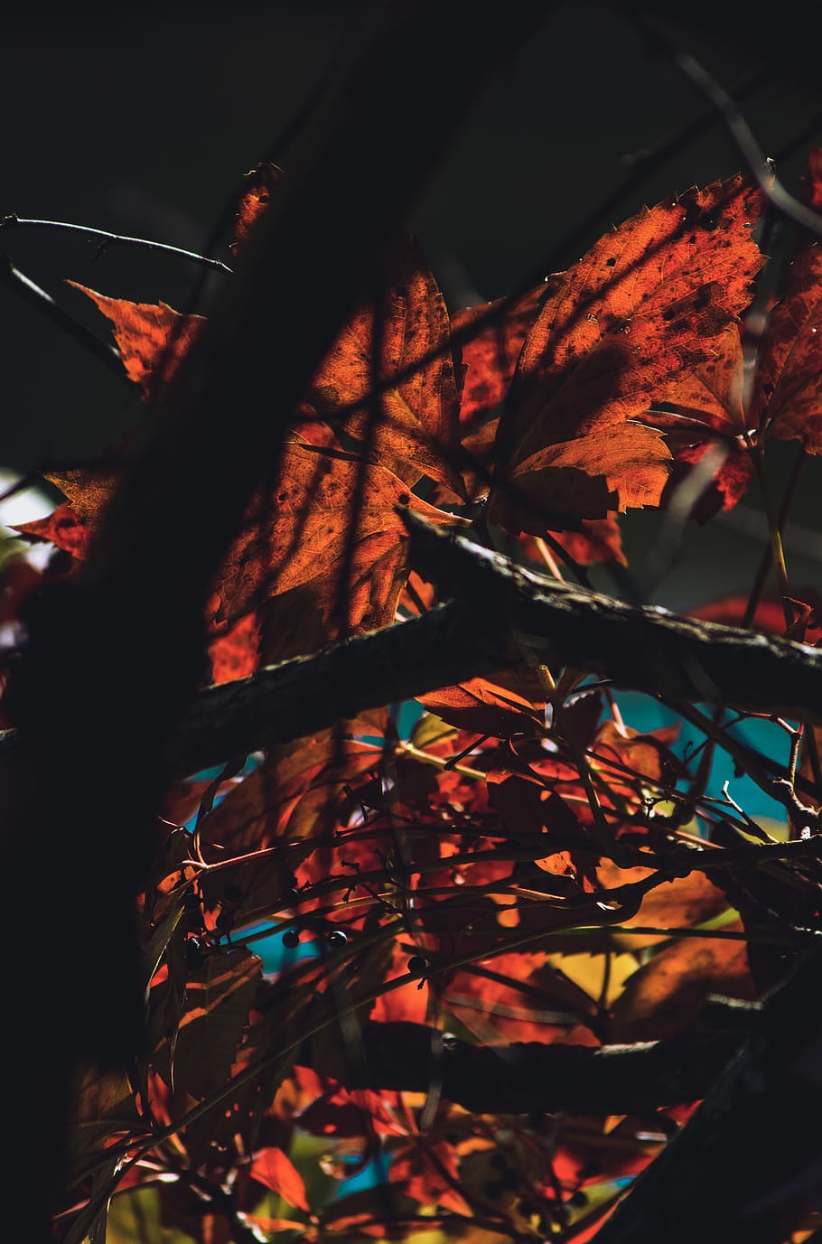 plant, leaf, tree, light, flare, maple leaf, fire, veins, banister HD wallpaper