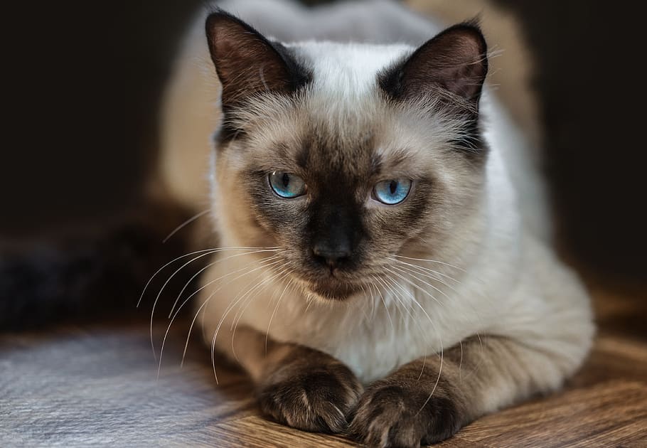 cat, ragdoll, resting, kitten, kitty, blue, animal, relaxed HD wallpaper