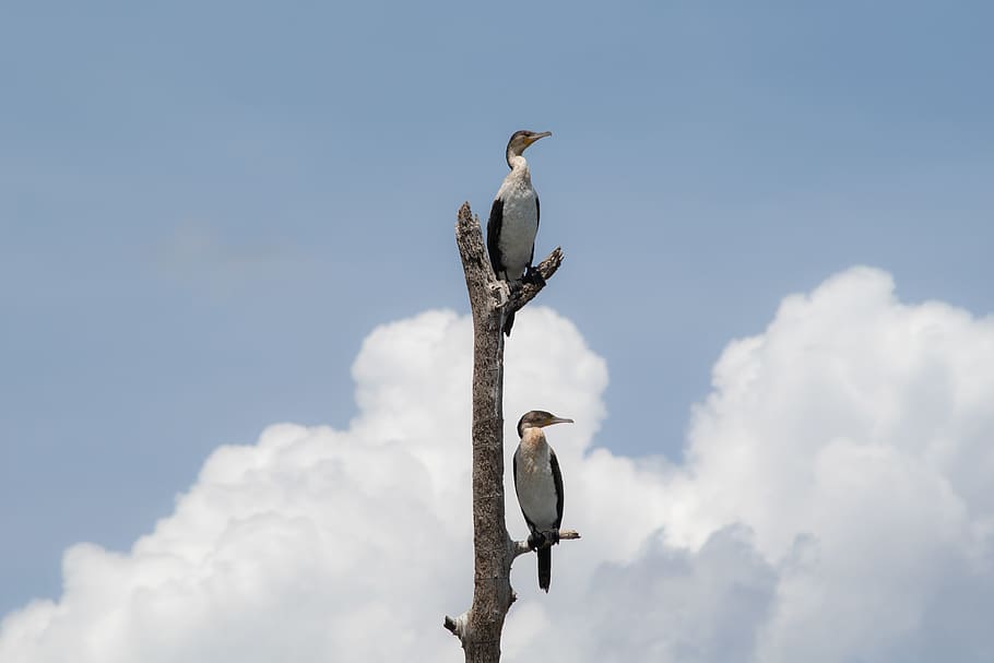 two birds perching on tree, animals in the wild, vertebrate, animal themes HD wallpaper