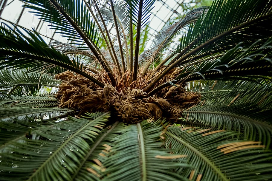 coconut tree, plant, palm tree, arecaceae, animal, bird, fern HD wallpaper