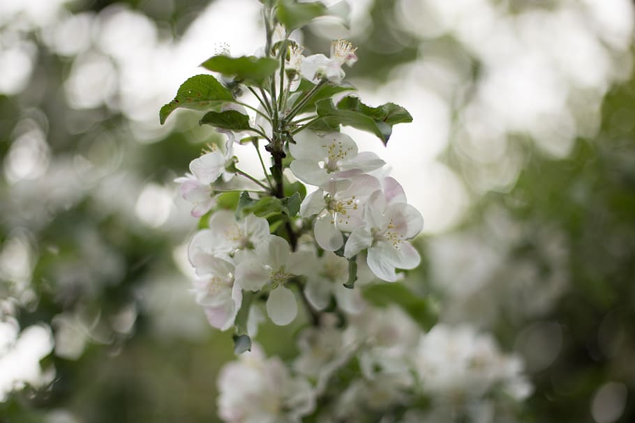 spring, tree, nature, plant, flowers, springtime, flowering plant HD wallpaper