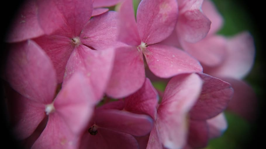 flower, macro, bloom, garden, nature, flowering plant, petal HD wallpaper