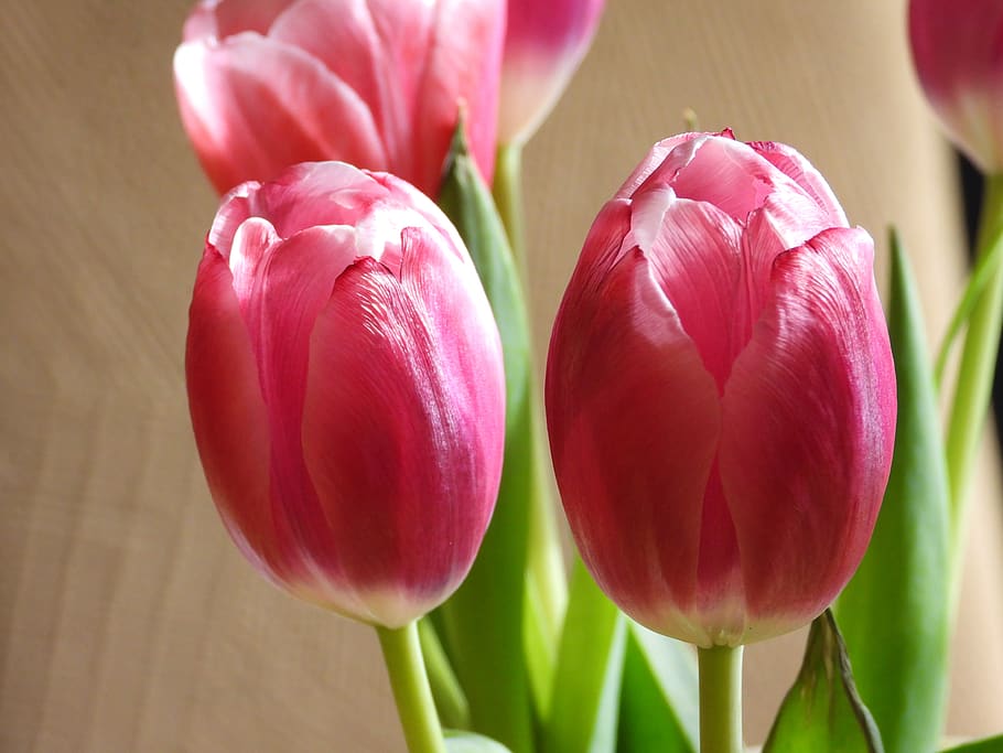 tulips, flowers, spring, bouquet, garden, pink, figure, color HD wallpaper