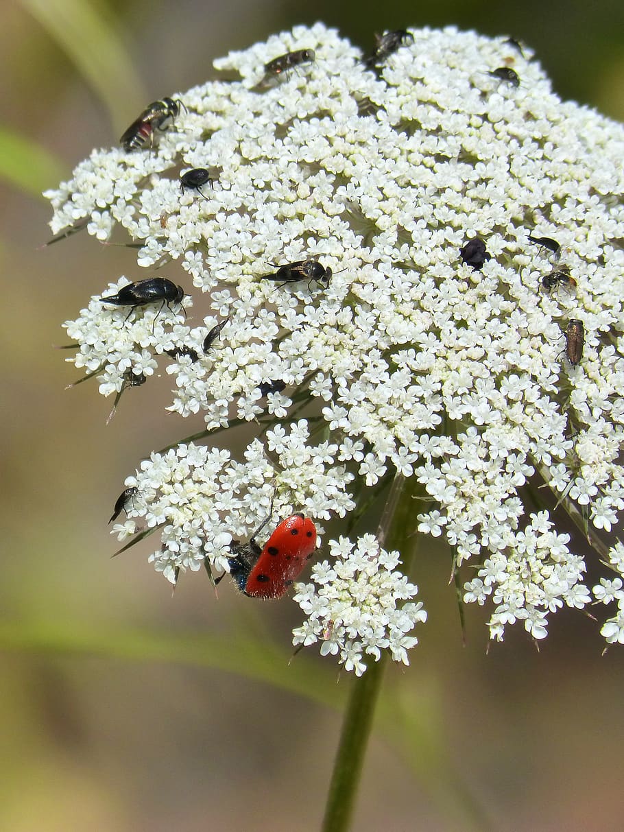 wild flower, insects, libar, pollen, summer, flowering plant HD wallpaper