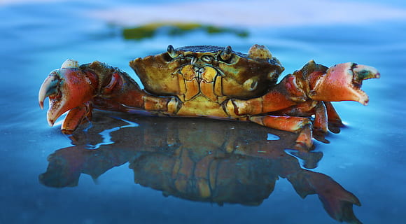 orange crab on body of water, shell, sea, sand, beach, shaddow HD wallpaper