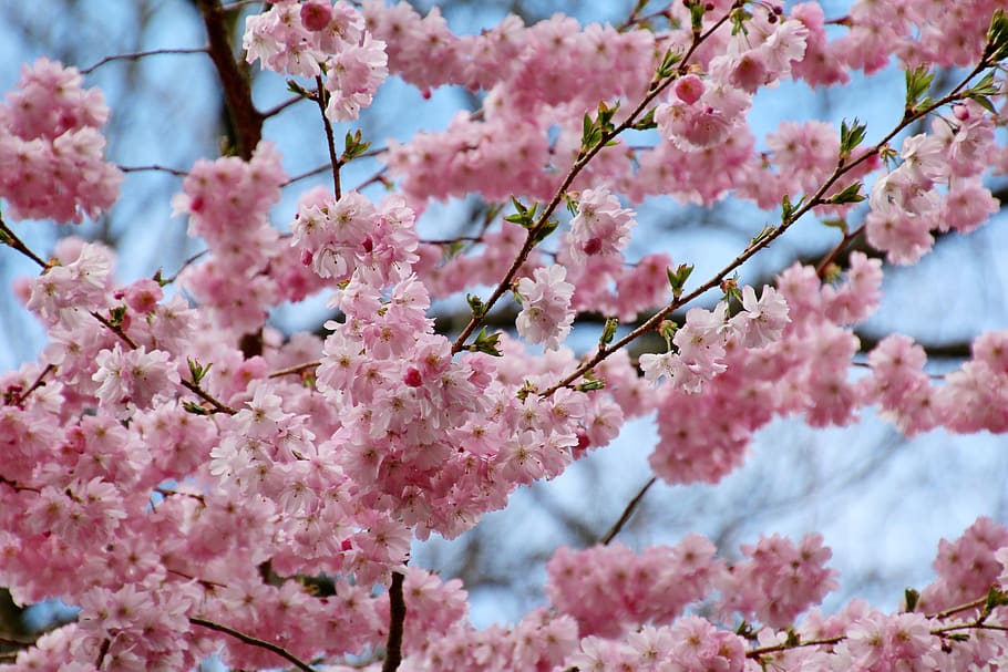pink cherry blossom tree, pink color, flowering plant, fragility HD wallpaper