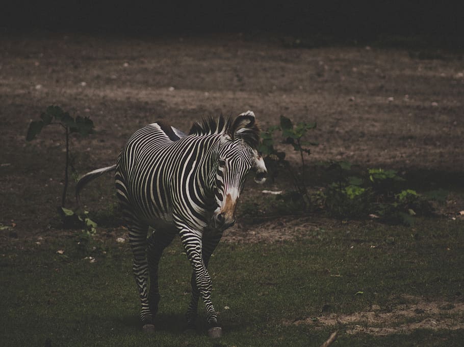 zebra walking on grass, wildlife, mammal, animal, royal oak, detroit zoo HD wallpaper