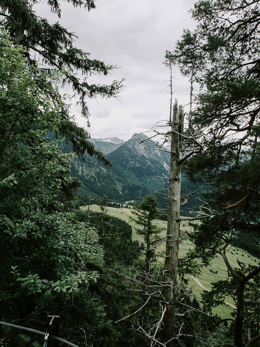 green trees and mountain, outdoors, nature, forest, rainforest HD wallpaper