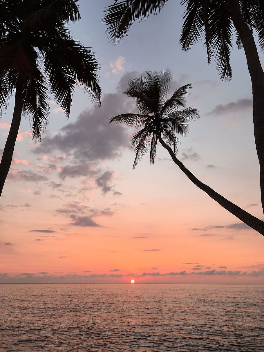 coconut tree, sunset, sky, beauty in nature, palm tree, scenics - nature HD wallpaper