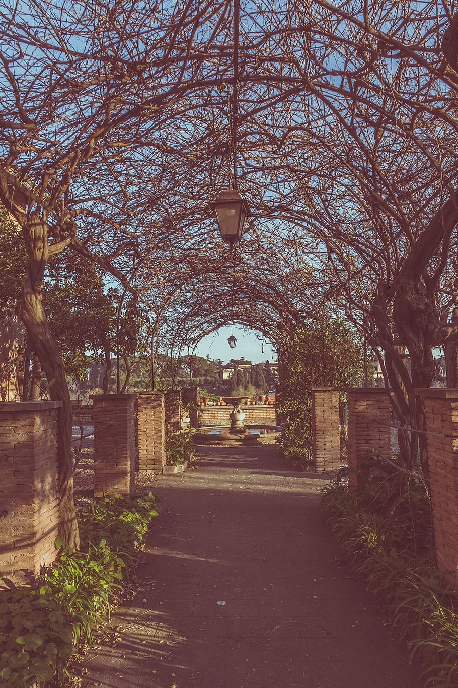 empty pathway with leafless vines overhead, tree, plant, architecture HD wallpaper