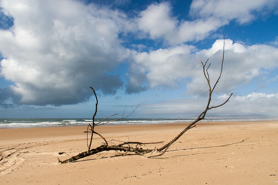 Black Tree Branch on Seashore Under White Clouds, beach, blue HD wallpaper