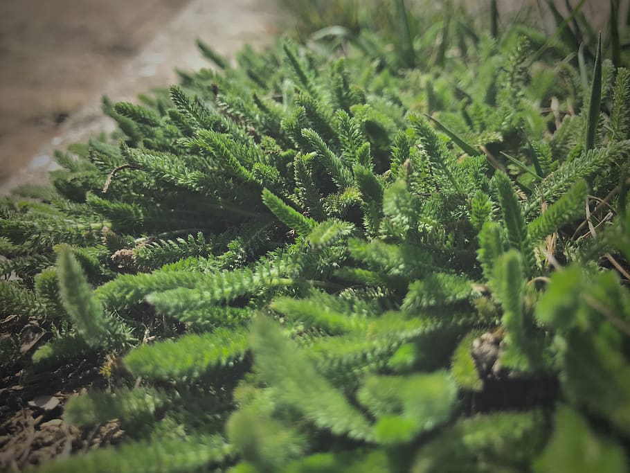 ukraine, odesa, outside, green, city, macro, grass, green color HD wallpaper