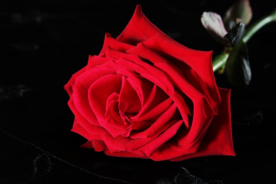 red rose, black, feeling, passion, flower, rose blooms, roses, HD wallpaper