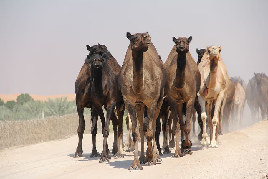 camel, egypt, desert, sand, travel, animals, heiss, group of animals HD wallpaper