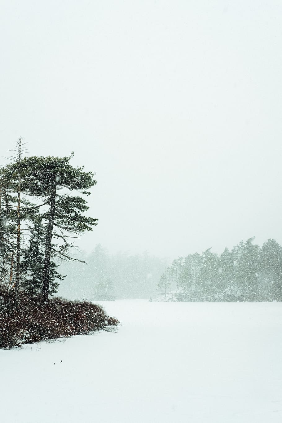 green-leafed tree, nature, outdoors, plant, snow, winter, fir HD wallpaper
