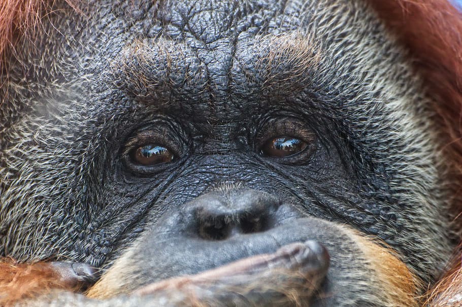 monkey, nature, face, close up, sad, captivity, mammal, orangutan HD wallpaper