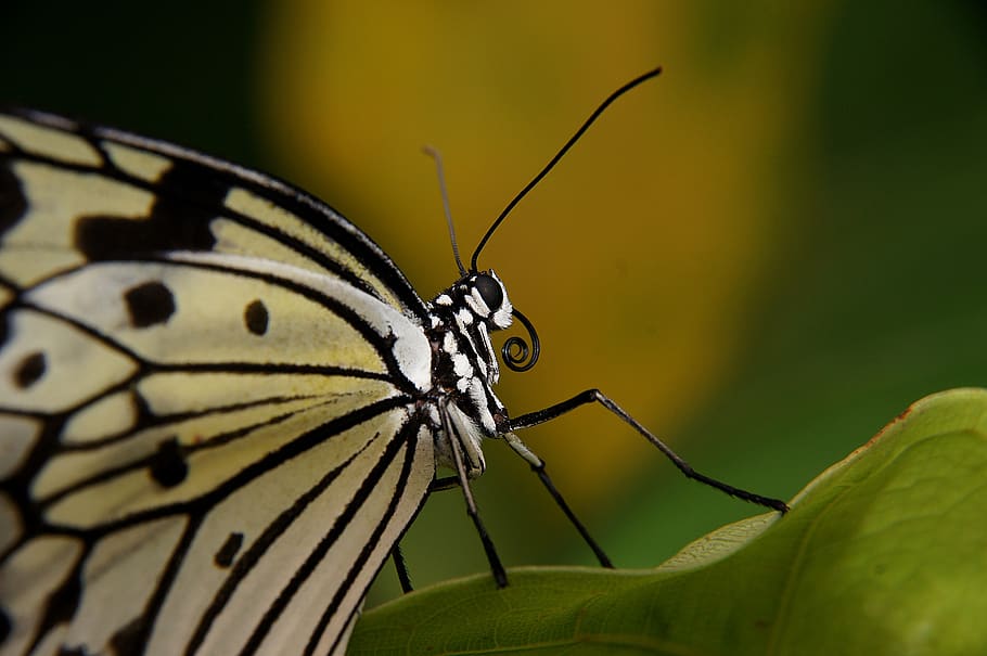 butterfly, paper kite, macro, insect, nature, wings, wildlife HD wallpaper