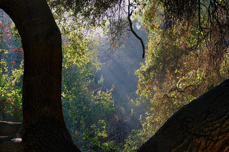 trees, sunrays, plant, tree trunk, growth, nature, beauty in nature, HD wallpaper