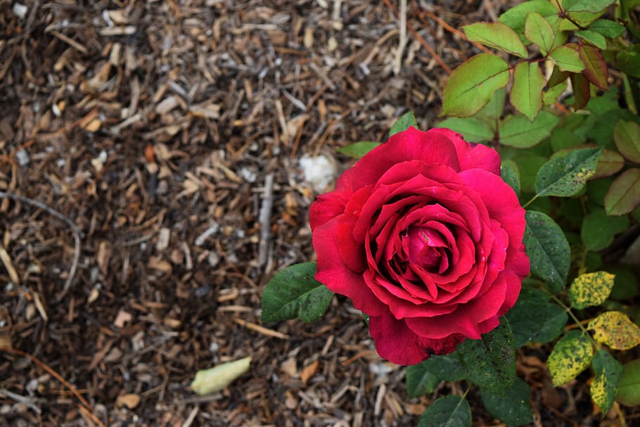 red, passion, rose, flower, love, romance, valentine, celebration HD wallpaper
