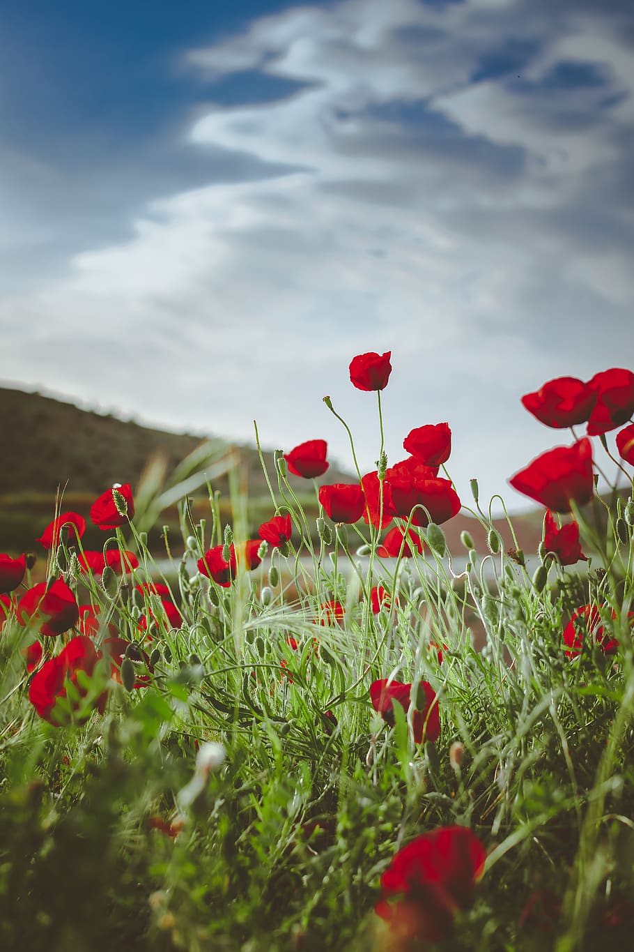 red petaled flowers, plant, flowering plant, beauty in nature HD wallpaper