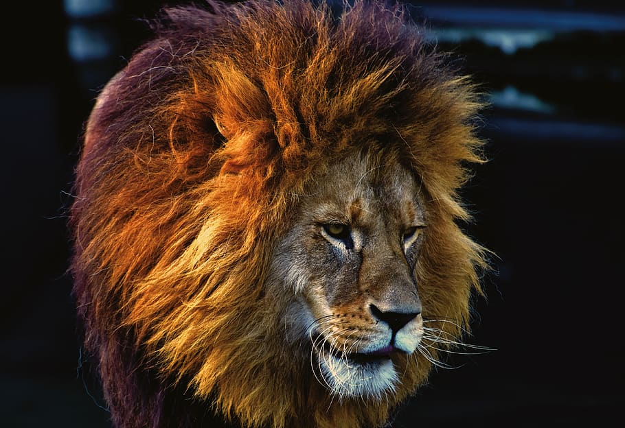 Brown Lion, animal, animal photography, big, carnivore, close-up HD wallpaper