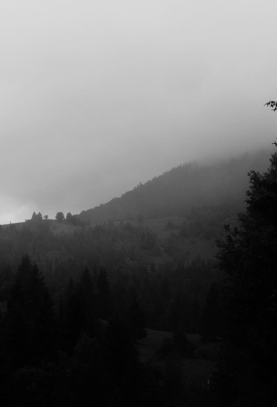 trees, forest, nature, wild, blackandwhite, relax, chill, tumblr HD wallpaper