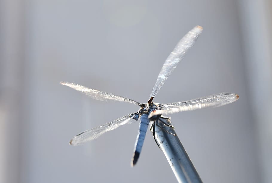 dragonfly, light, autumn, no people, one animal, animal wing HD wallpaper