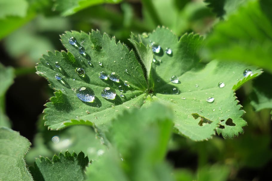 leaf, raindrop, plant, green, drip, nature, wet, water, leaves HD wallpaper
