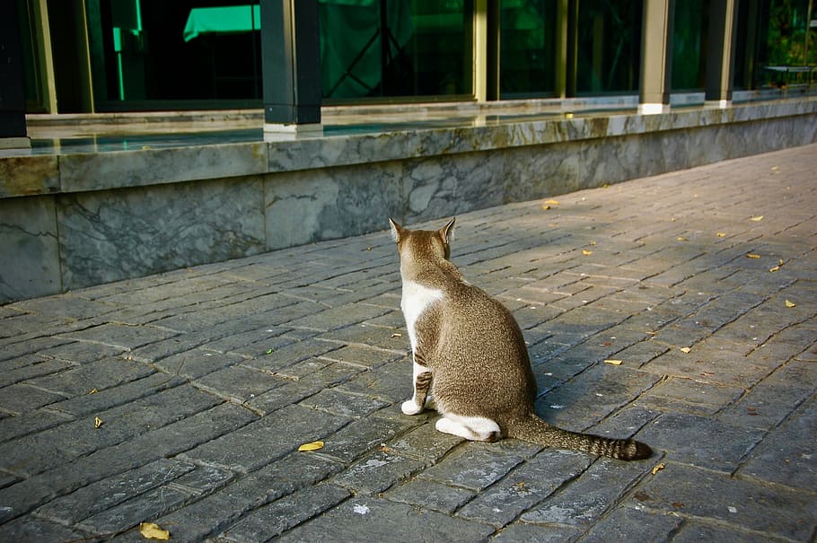 path, walkway, pet, mammal, cat, abyssinian, animal, flagstone HD wallpaper