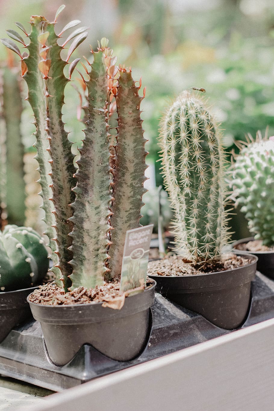 cactus plant, food, fruit, pineapple, tire, inflatable, pot, aloe HD wallpaper