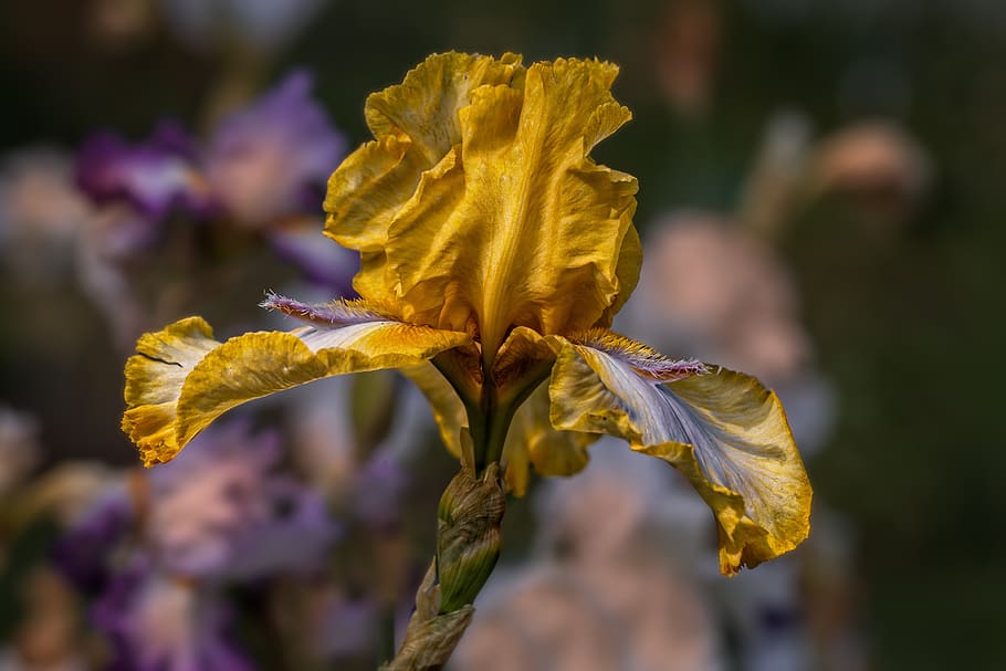 garden, iris, flower, iris yellow, summer, flowering plant HD wallpaper