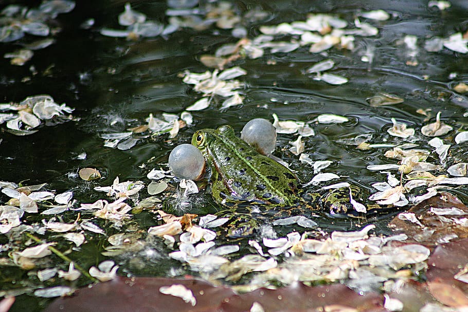 frog, pond, amphibian, green, water, no people, nature, leaf HD wallpaper