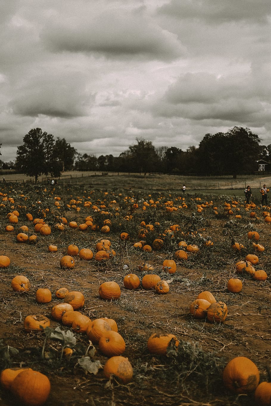 squash farm, cloud - sky, plant, field, land, nature, no people HD wallpaper