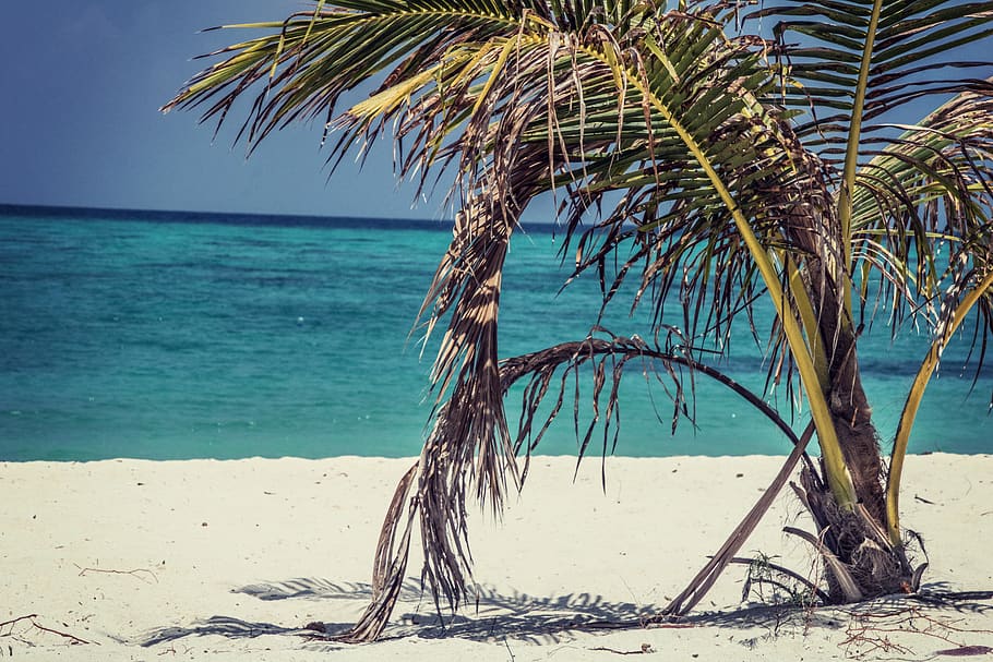 palm tree on shore, summer, tropical, sea, plant, arecaceae, beach HD wallpaper