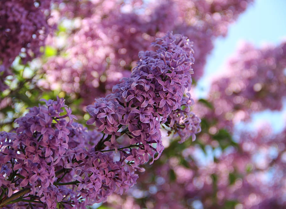 russia, spring, flowers, tree, colors, nature, beatiful, flowering plant HD wallpaper